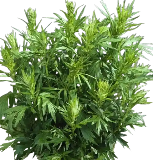 Armoise  (chih)